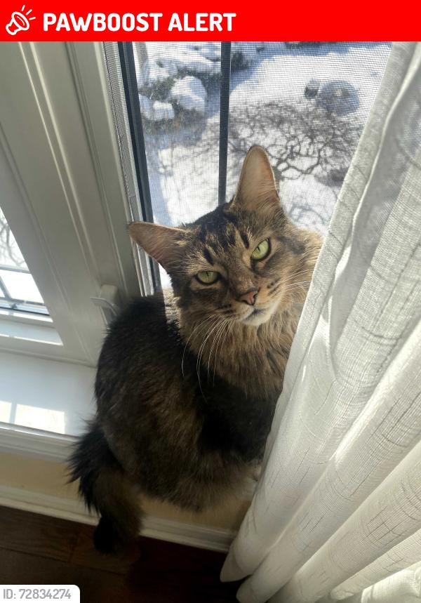 Lost Male Cat last seen Erin Mills Pkwy and Erin Centre Blvd, Mississauga, ON L5M 5B5