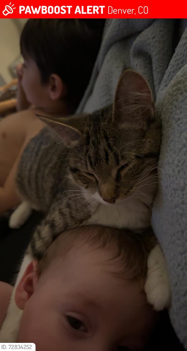 Lost Female Cat last seen Eliot St and Center Ave, Denver, CO 80219