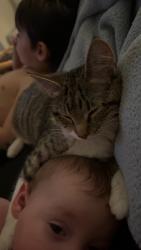 Lost Female Cat last seen Eliot St and Center Ave, Denver, CO 80219