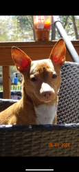 Lost Male Dog last seen Jaffrey Nh , Jaffrey, NH 03452