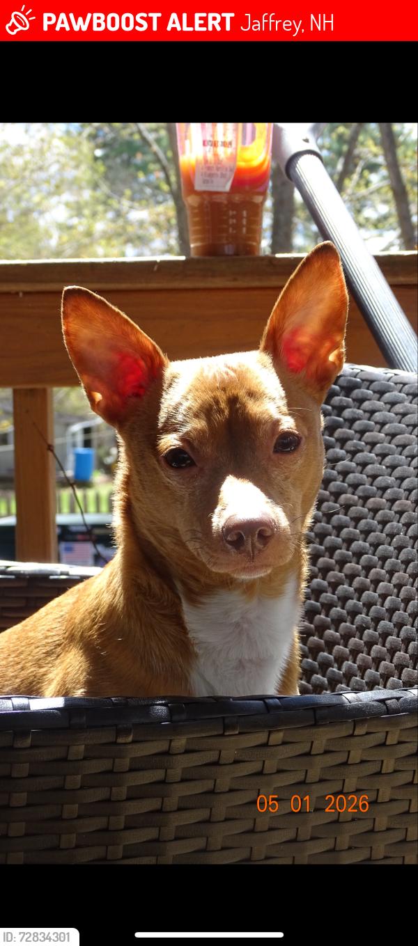 Lost Male Dog last seen Jaffrey Nh , Jaffrey, NH 03452