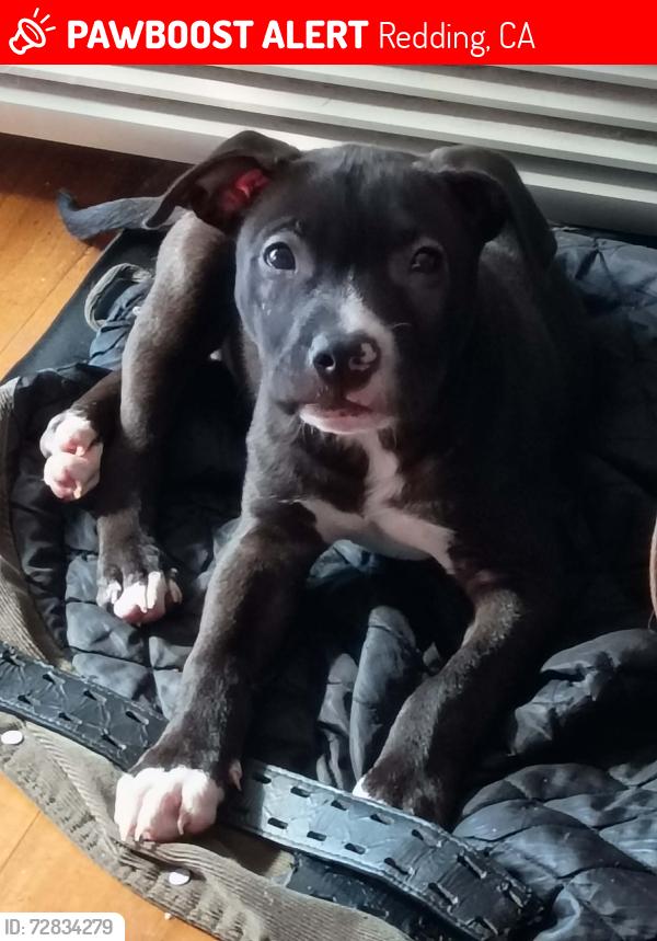 Lost Male Dog last seen Cypress avenue and churn creek rd Redding CA , Redding, CA 96003