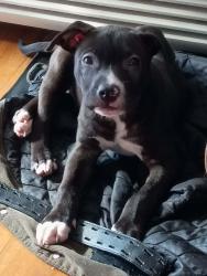 Lost Male Dog last seen Cypress avenue and churn creek rd Redding CA , Redding, CA 96003