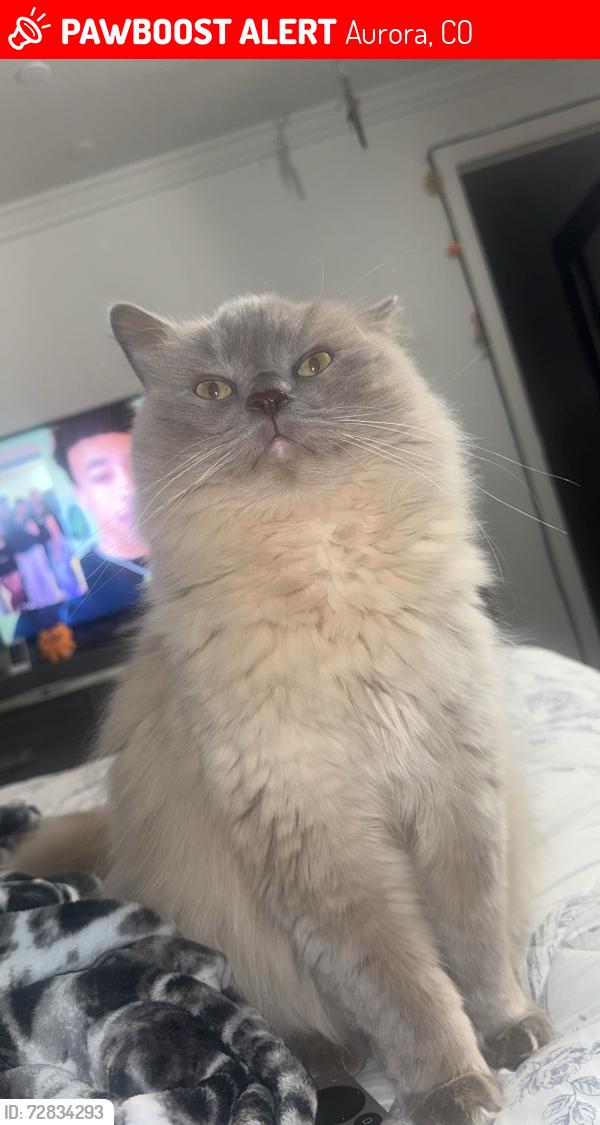 Lost Male Cat last seen 16th and sable by hillcrest village , Aurora, CO 80011