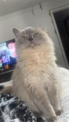 Lost Male Cat last seen 16th and sable by hillcrest village , Aurora, CO 80011