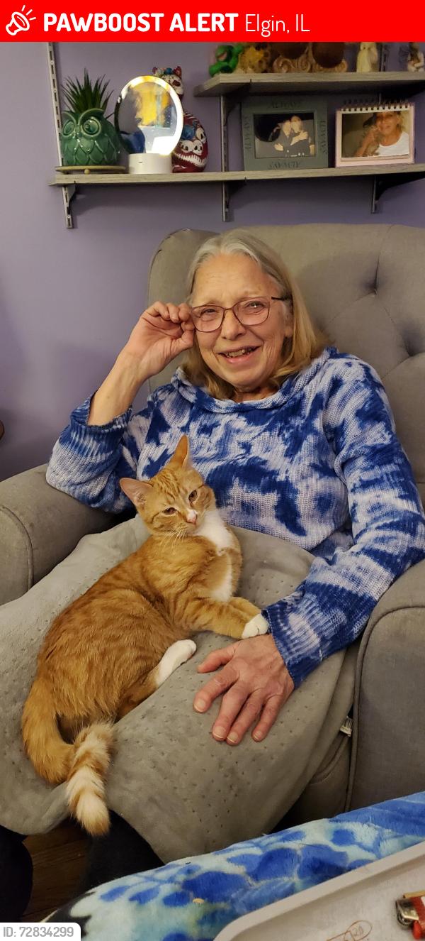 Lost Male Cat last seen South street s Commonwealth , Elgin, IL 60123
