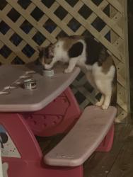 Found/Stray Unknown Cat last seen Granada ct , Bolingbrook, IL 60440