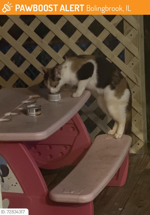 Found/Stray Unknown Cat last seen Granada ct , Bolingbrook, IL 60440