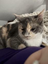 Lost Female Cat last seen N Washington , De Pere, WI 54115