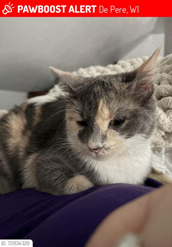 Lost Female Cat last seen N Washington , De Pere, WI 54115
