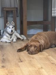 Lost Male Dog last seen Pepper and santa fe, Ballico, CA 95303