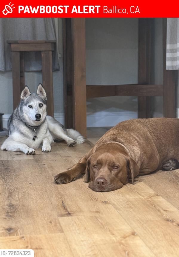 Lost Male Dog last seen Pepper and santa fe, Ballico, CA 95303