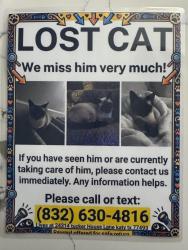Lost Male Cat last seen King Elementary, Katy, TX 77493