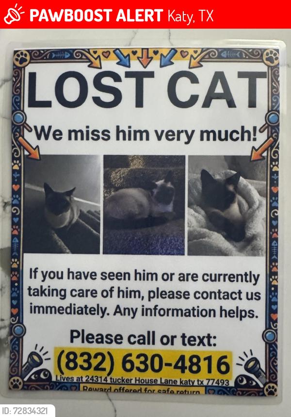 Lost Male Cat last seen King Elementary, Katy, TX 77493