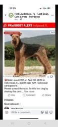 Lost Male Dog last seen  (11345 Stirling Rd, Hollywood, FL, Hollywood, FL 33021