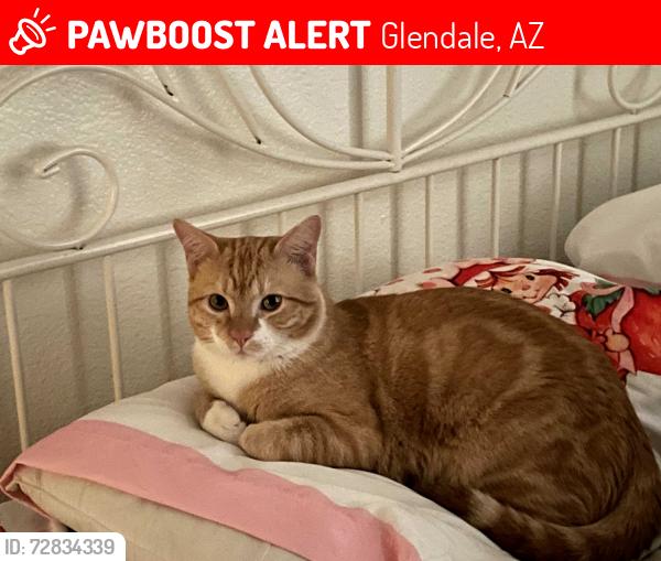 Lost Male Cat last seen 51st ave and Thunderbird , Glendale, AZ 85304