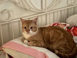 Lost Male Cat last seen 51st ave and Thunderbird , Glendale, AZ 85304