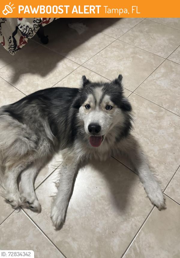 Found/Stray Female Dog last seen Waters and Twin lakes , Tampa, FL 33614