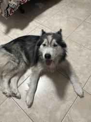 Found/Stray Female Dog last seen Waters and Twin lakes , Tampa, FL 33614