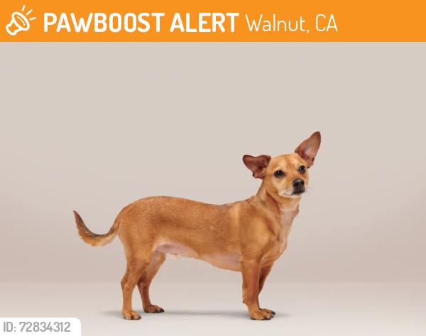 Found/Stray Unknown Dog last seen Camino De Teodoro and Camino De Rosa, Walnut, CA 91789