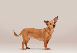 Found/Stray Unknown Dog last seen Camino De Teodoro and Camino De Rosa, Walnut, CA 91789