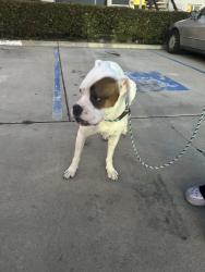Found/Stray Male Dog last seen Telegraph Canyon Rd , Chula Vista, CA 91910
