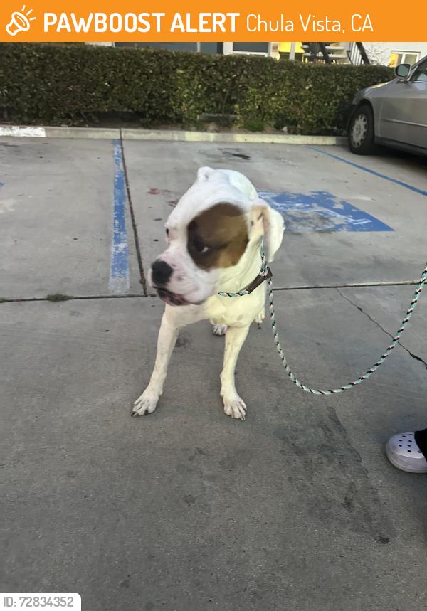 Found/Stray Male Dog last seen Telegraph Canyon Rd , Chula Vista, CA 91910