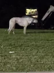 Found/Stray Male Dog last seen Near wingstop, Broken Arrow, OK 74011