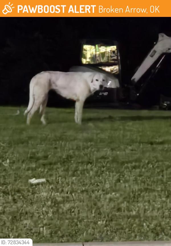 Found/Stray Male Dog last seen Near wingstop, Broken Arrow, OK 74011