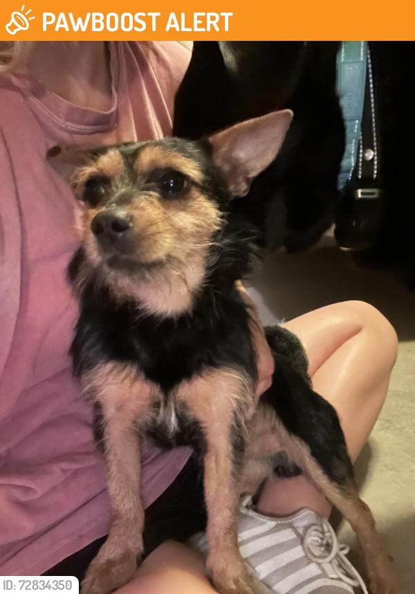 Found/Stray Male Dog last seen In between Dunkin bridge rd and Kirby rd, Greenville County, SC 29654
