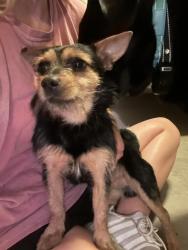 Found/Stray Male Dog last seen In between Dunkin bridge rd and Kirby rd, Greenville County, SC 29654