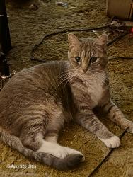 Lost Female Cat last seen Linden and Indiana , Caldwell, ID 83605