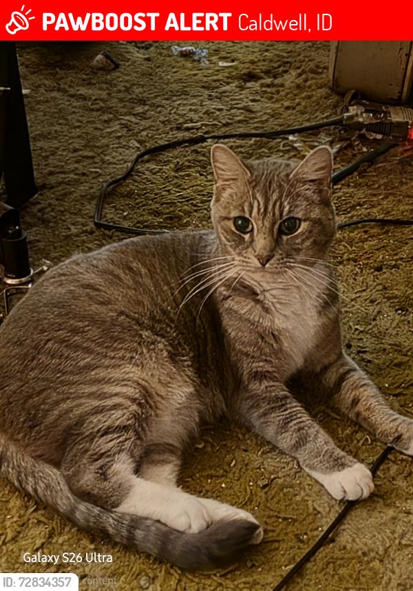 Lost Female Cat last seen Linden and Indiana , Caldwell, ID 83605