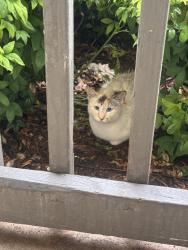 Found/Stray Unknown Cat last seen Birchrun drive, Spartanburg County, SC 29301