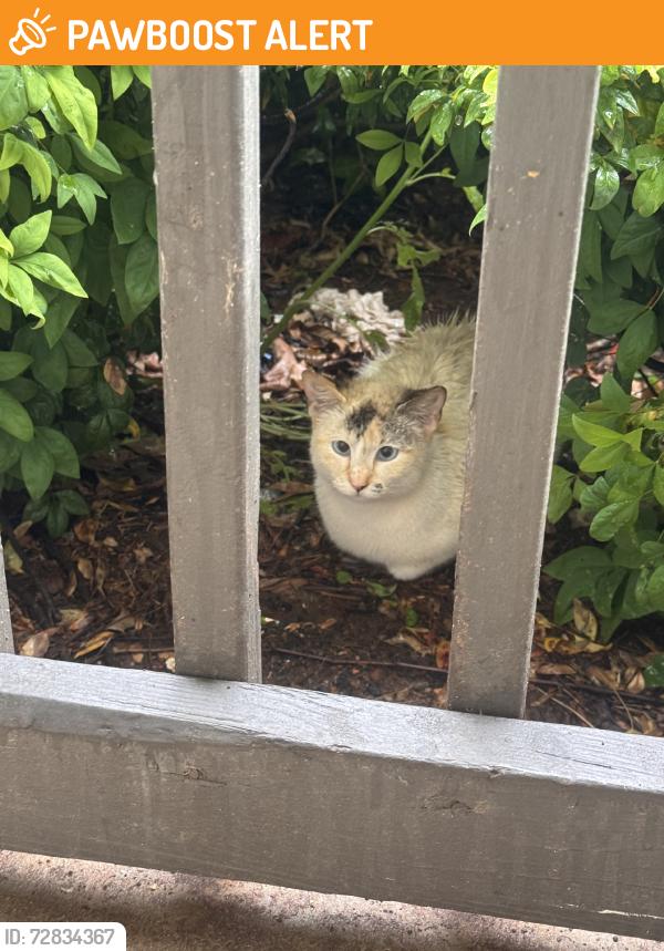 Found/Stray Unknown Cat last seen Birchrun drive, Spartanburg County, SC 29301