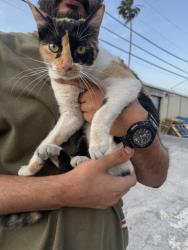 Found/Stray Female Cat last seen Behind alley way by prime time fitness gym behind gym warehouse area and apmt areas , Hialeah, FL 33010