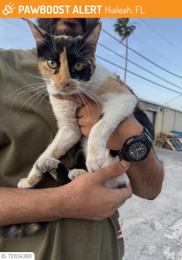 Found/Stray Female Cat last seen Behind alley way by prime time fitness gym behind gym warehouse area and apmt areas , Hialeah, FL 33010