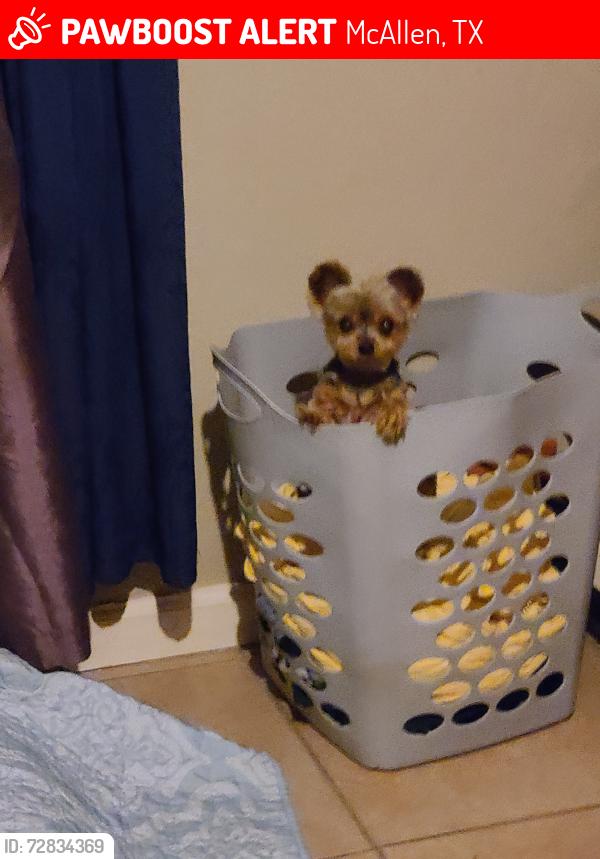 Lost Female Dog last seen 24th st, McAllen, TX 78503