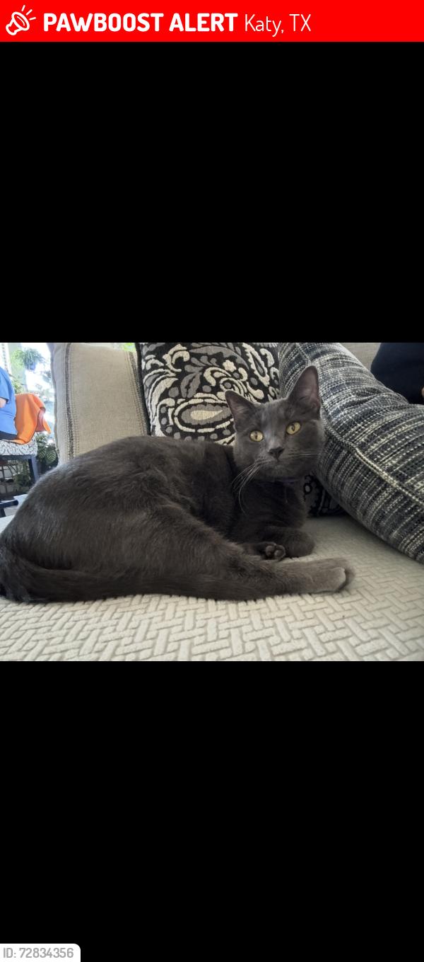 Lost Female Cat last seen Falcon Ranch Neighborhood , Katy, TX 77494