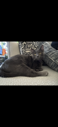 Lost Female Cat last seen Falcon Ranch Neighborhood , Katy, TX 77494