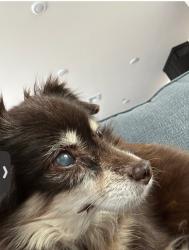 Lost Female Dog last seen Sellers, Oakley, CA 94561