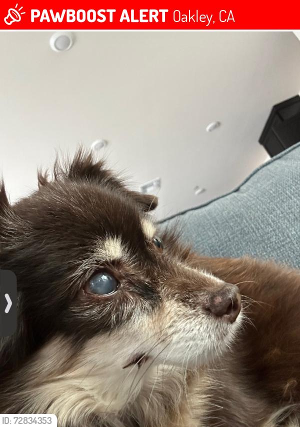 Lost Female Dog last seen Sellers, Oakley, CA 94561