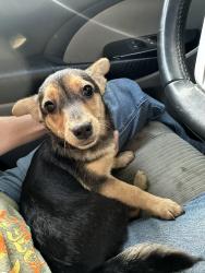 Found/Stray Male Dog last seen Lucky strike and longeway, Tuolumne County, CA 95370