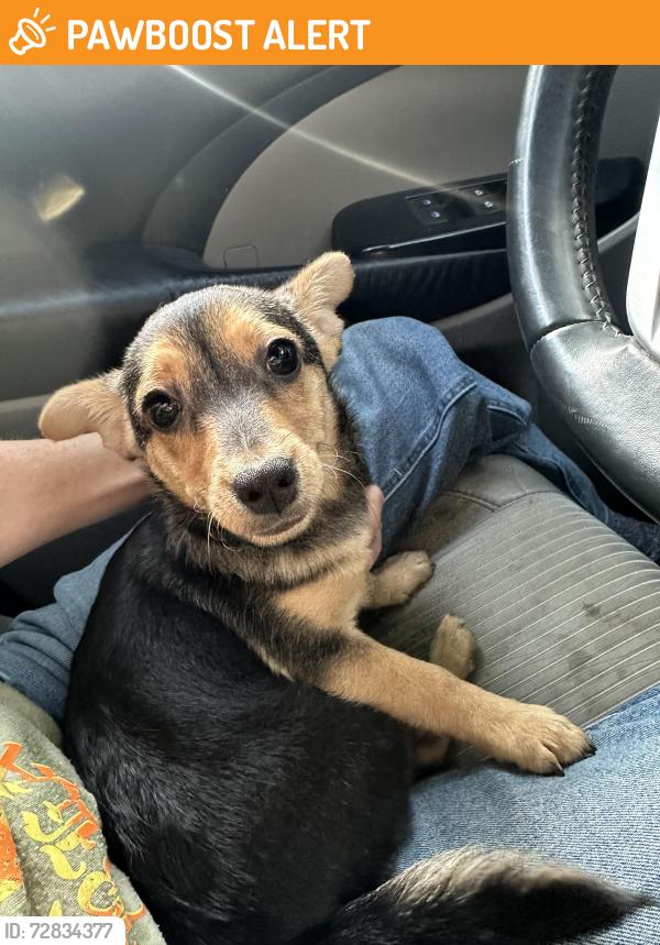 Found/Stray Male Dog last seen Lucky strike and longeway, Tuolumne County, CA 95370