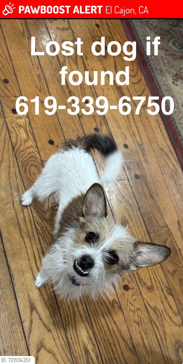 Lost Male Dog last seen Cotton patch and S Westwind Dr, El Cajon, CA 92020