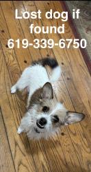 Lost Male Dog last seen Cotton patch and S Westwind Dr, El Cajon, CA 92020
