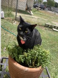 Lost Male Cat last seen Potranco, San Antonio, TX 78245
