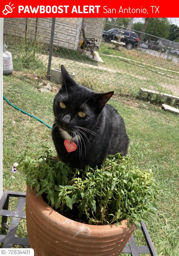 Lost Male Cat last seen Potranco, San Antonio, TX 78245