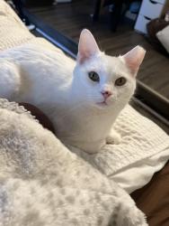Lost Female Cat last seen Abbott street, post office , East Lansing, MI 48823