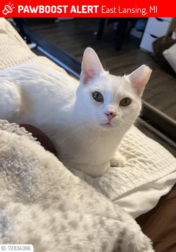 Lost Female Cat last seen Abbott street, post office, East Lansing, MI 48823